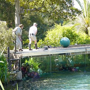 Hippo Beach - Keepers on Catwalk