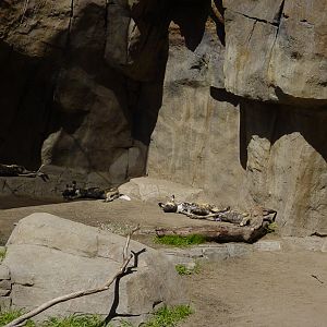 Bear Canyon - African Wild Dog