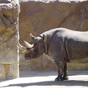 Elephant Mesa - Southern Black Rhinoceros