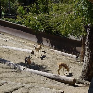 Saharan Dorcas Gazelles