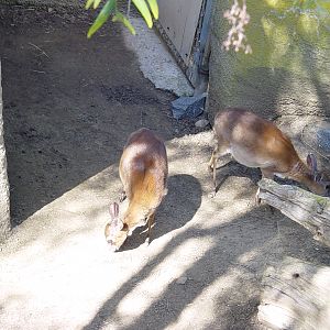 Horn and Hoof Mesa - Zulu Suni