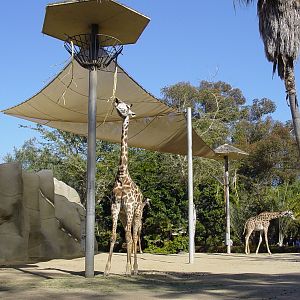 Horn and Hoof Mesa - Masai Giraffe