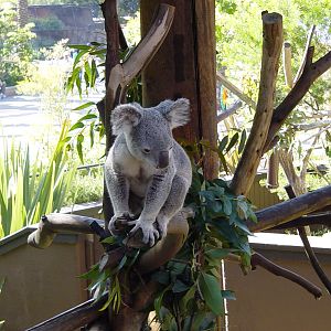 Queensland Koala
