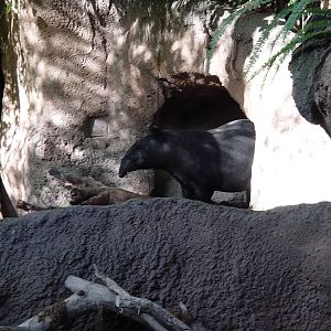 Tiger River - Malayan Tapir