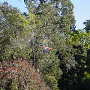 Wegeforth Bowl - Scarlet Macaw Free Flight Practice