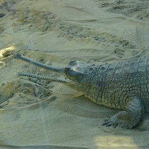 Reptile Mesa - Gharial
