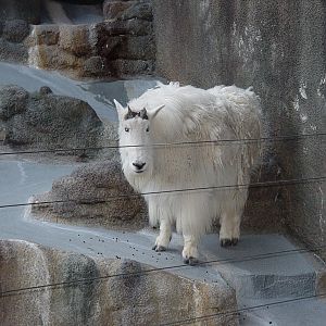 Dog and Cat Canyon - Rocky Mountain Goat