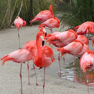 Caribbean Flamingo