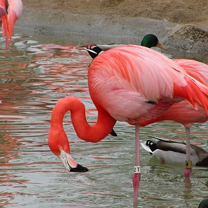 Caribbean Flamingo