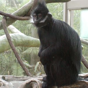 Francois' Langur