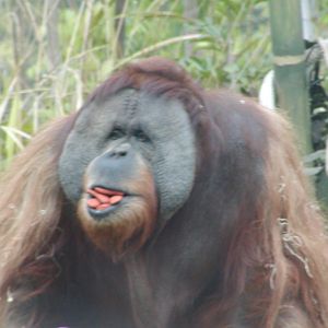 Sumatran Orangutan