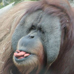 Sumatran Orangutan