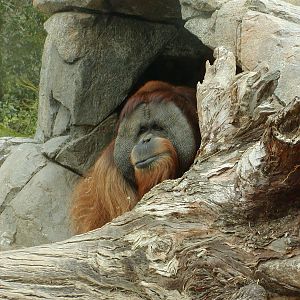 Sumatran Orangutan
