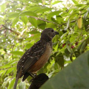 Owens Rainforest Aviary - Fawn-Breasted Bowerbird