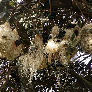 Owens Rainforest Aviary - Metallic Startling nests