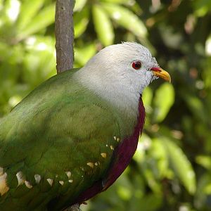 Owens Rainforest Aviary - Wompoo Fruit Dove