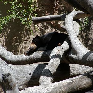Sun Bear Forest - Bornean Sun Bear