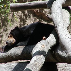 Sun Bear Forest - Bornean Sun Bear