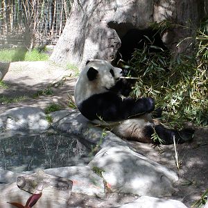Giant Panda