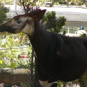 Ituri Forest - Okapi