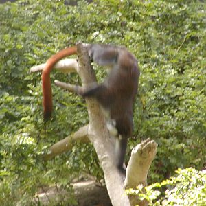 Ituri Forest - Schmidt's Spot-Nosed Guenon