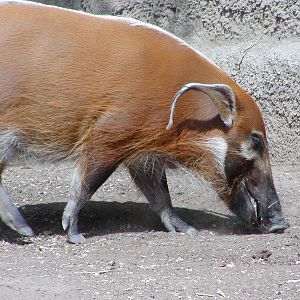 Ituri Forest - Red River Hog