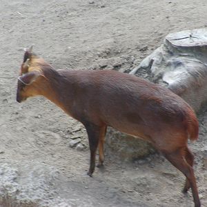 North Indian Muntjac