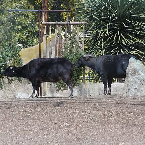 Horn and Hoof Mesa - Lowland Anoa