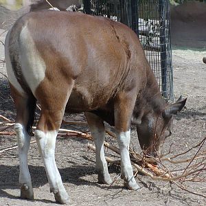 Horn and Hoof Mesa - Javan Banteng