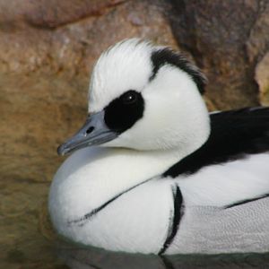 Polar Bear Plunge - Smew