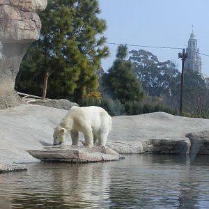 Polar Bear Plunge - Polar Bear