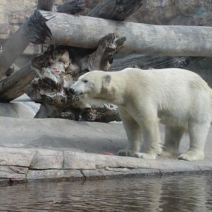 Polar Bear Plunge - Polar Bear