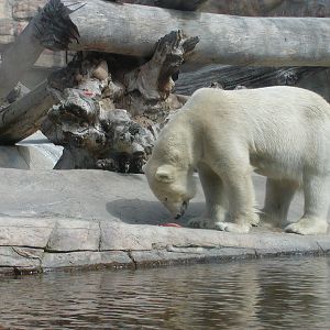 Polar Bear Plunge - Polar Bear