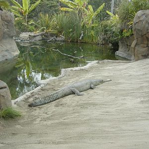 Reptile Mesa - Gharial