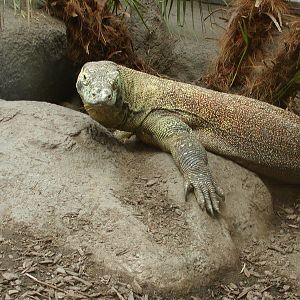 Reptile Mesa - Komodo Dragon