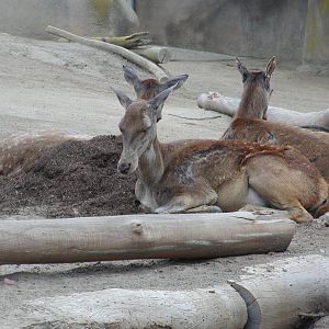 Horn and Hoof Mesa - Barbary Red Deer