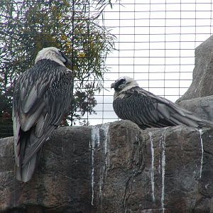 Eurasian Bearded Vulture