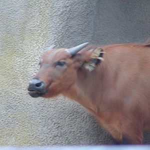 Horn and Hoof Mesa - African Forest Buffalo