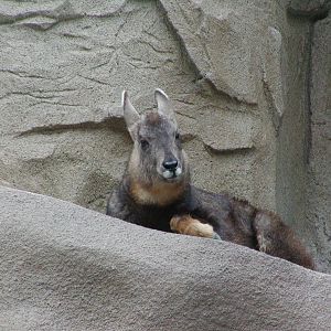 Dog and Cat Canyon - Central Chinese Goral