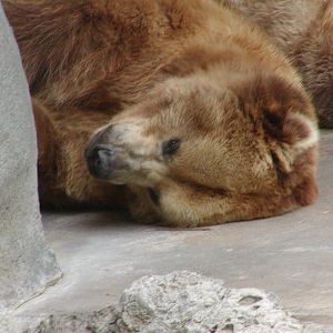 Bear Canyon - Alaska Peninsula Brown Bear