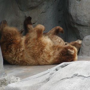 Bear Canyon - Alaska Peninsula Brown Bear