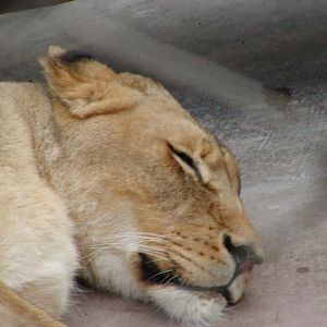 Bear Canyon - Transvaal Lion