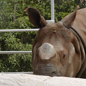 Elephant Mesa - Indian Rhinoceros