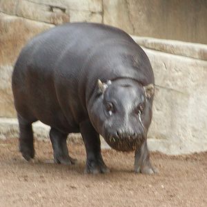 Elephant Mesa - Pygmy Hippopotamus