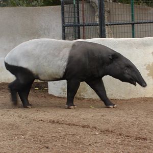 Elephant Mesa - Malayan Tapir