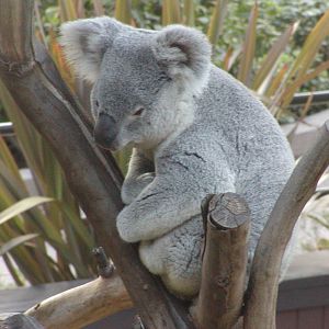 Queensland Koala