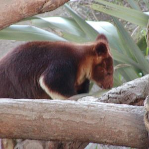 Buerger's Tree Kangaroo