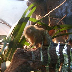 Children's Zoo - Pygmy Marmoset
