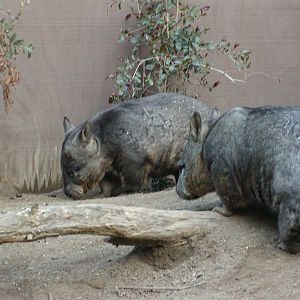 Children's Zoo - Southern Hairy-Nosed Wombat