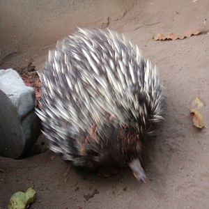 Children's Zoo - Short-Beaked Echidna